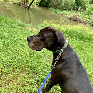 personalized dog collars prong