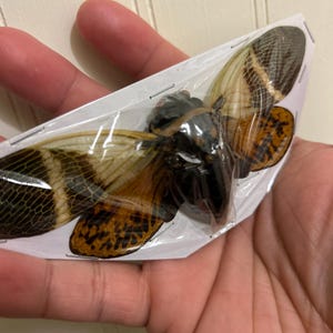 Steven ha añadido una foto de su compra