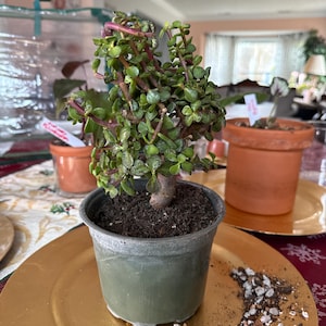 Bridget さんが購入した商品の写真を追加しました