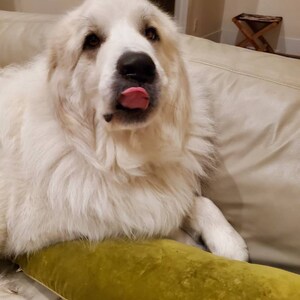 Abby heeft een foto van de aankoop toegevoegd