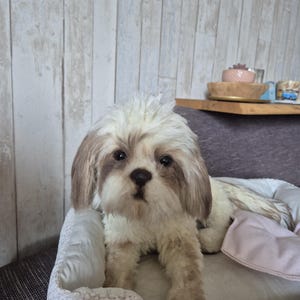 手作りシーズー子犬ぬいぐるみ、リアルなコレクター向け犬の肖像画