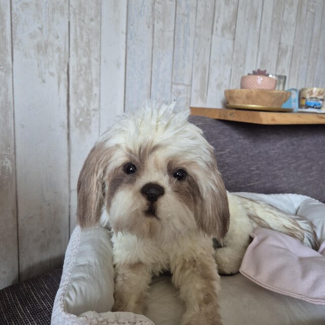 手作りシーズー子犬ぬいぐるみ、リアルなコレクター向け犬の肖像画