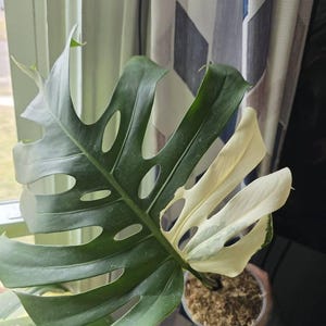 Robert added a photo of their purchase