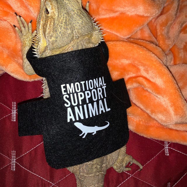 Lustiges Echsenkostüm Für Bartagamen – Flanell-Kapuzenpullover Für Reptilien, Ideal Für Cosplay, Fotosessions & Partys