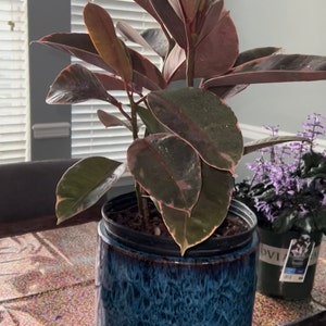 Laura added a photo of their purchase