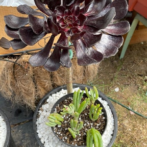 Giant Multi-head Black Rose Zwartkop Aeonium Succulent - Etsy