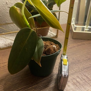 Ana a ajouté une photo de son achat