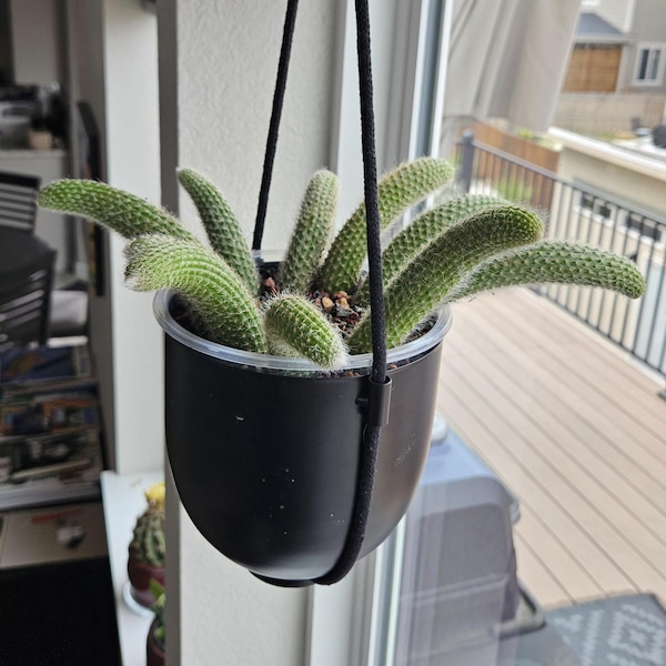 Monkey Tail Cactus 4