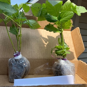 Lisa added a photo of their purchase