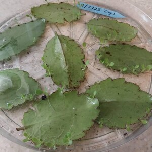 Alishia ha añadido una foto de su compra