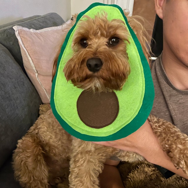 Pet Avocado Costume Pet Avocado Costume