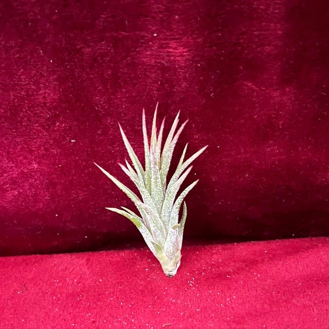 Ionantha Huamelula Mini Air Plant: Turns From Green to Red - Etsy