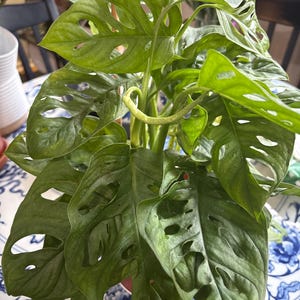 mj added a photo of their purchase