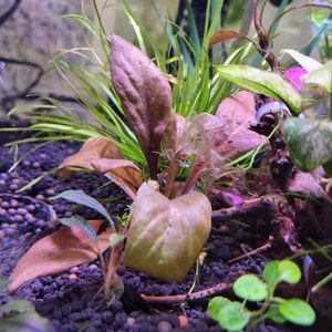 Ashley adicionaram uma foto da sua compra