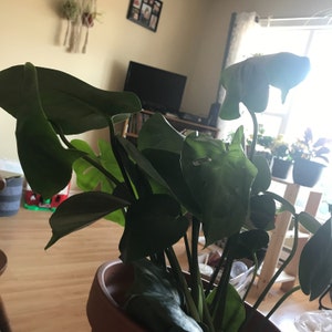 Danielle added a photo of their purchase