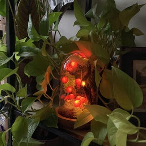 Lieve added a photo of their purchase