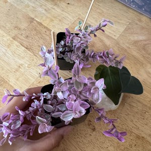 Rolyn added a photo of their purchase