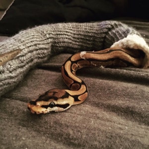 Madison added a photo of their purchase