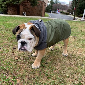 winter coats for english bulldogs