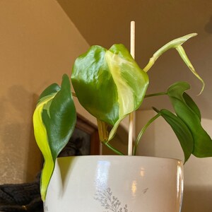 Karolina Czaplinska added a photo of their purchase