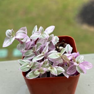 Nancy added a photo of their purchase