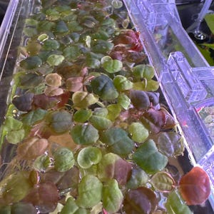Phyllanthus Fluitans Red Root Floater - Live Aquarium Plant
