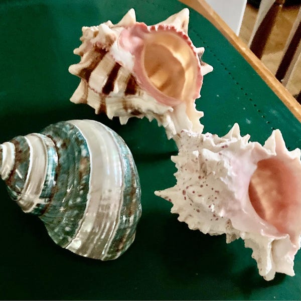 Beach Decor Seashell Stand Large and Small Display Stands Shell ...