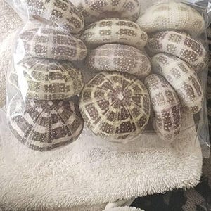 Terri さんが購入した商品の写真を追加しました