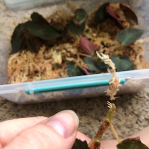 Mal ha añadido una foto de su compra