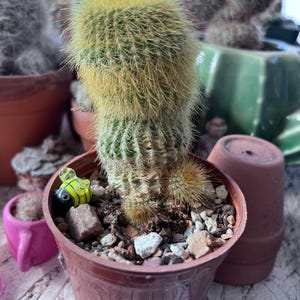 Melissa ha añadido una foto de su compra