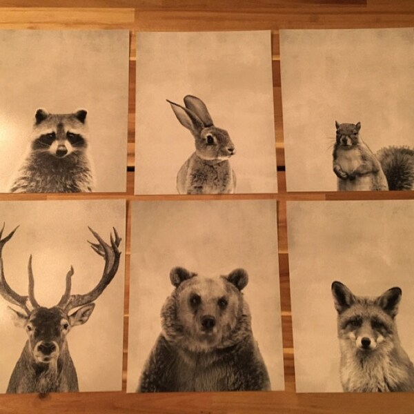 Six Animal Prints Boys Nursery Room Ideas Woodland Animals Nursery Art ...