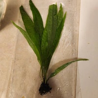 Java Fern Narrow-leaf microsorum Pteropus 'narrow' BUY3GET1FREE Live ...