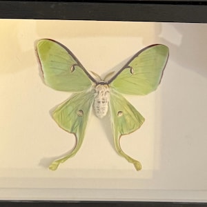 Alison added a photo of their purchase