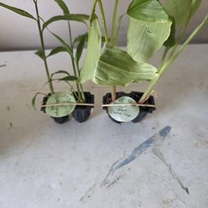 D added a photo of their purchase