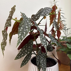 Laura added a photo of their purchase