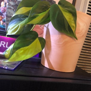 Rayven Greenlee added a photo of their purchase