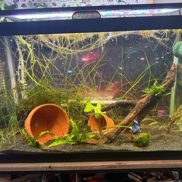 Curated visual reference: Gallery Detail: 60 75 Gallon Freshwater African Cichlid Aquarium