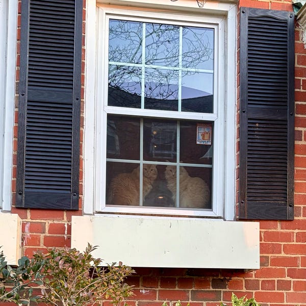 No Soliciting Sign Window Cling Goth violators Will Be Sacrificed ...