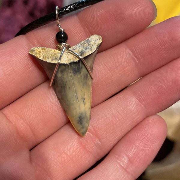 Small Megalodon Tooth Pendant Florida - Etsy