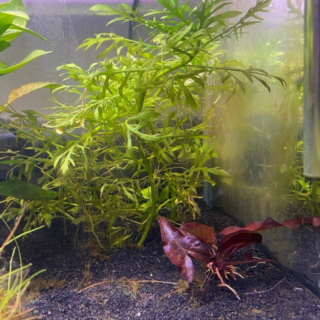 Water Wisteria (Hygrophila Difformis) Live Aquarium Plant   Beginner-Friendly Bunch Plant For Freshwater Fish Tanks