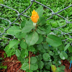 Pat ha añadido una foto de su compra