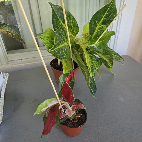 Aglaonema Red King : Indoor Plants - Easy Care Houseplant - Starter ...