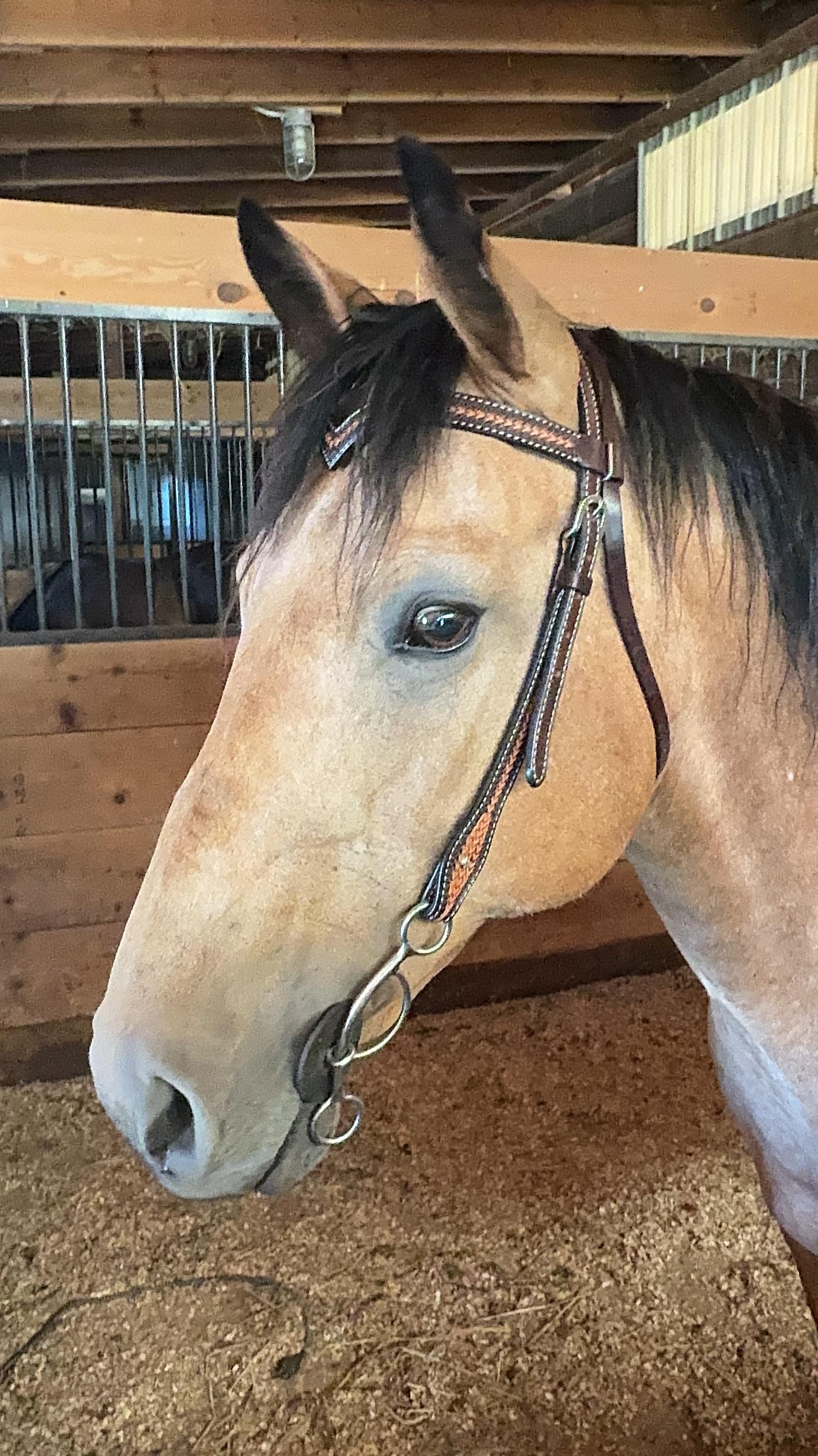 Foxtail Tooling Two Tone V-Browband Headstall/Bridle #24335