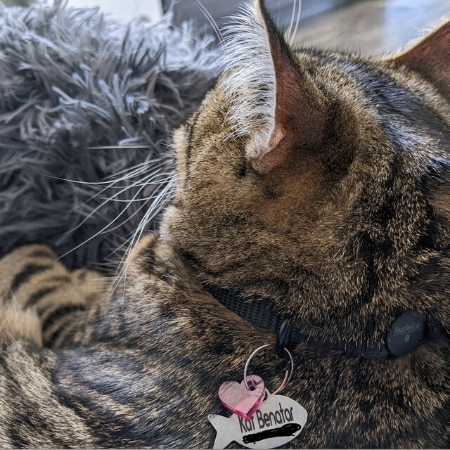 SurferCatMav Cat Leash, Harness & Training Bag Etsy