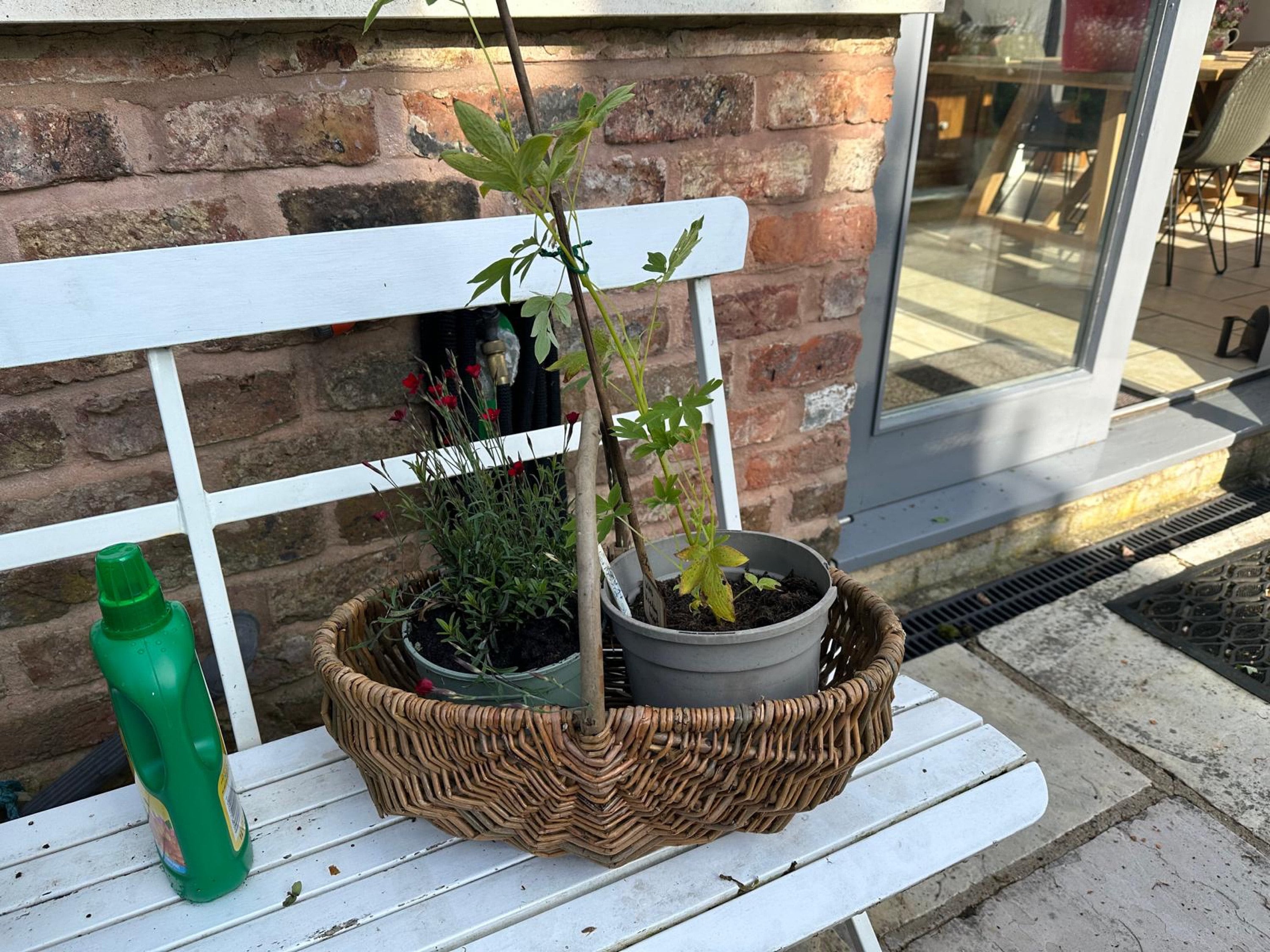 Nutley&#39;s Medium Beautiful Hand-Made Rustic Willow Garden Trug Basket wicker