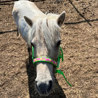 Têtière De Licol En Cuir Noir – Taille Cheval – Prête à L’emploi – TWO HORSE TACK