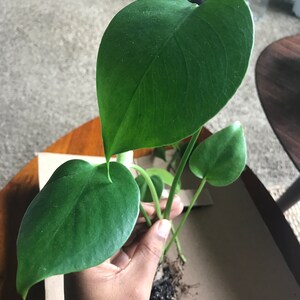 Jazmin Nelson added a photo of their purchase