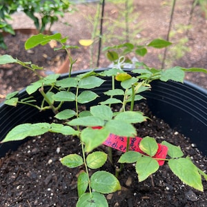 Yuan added a photo of their purchase