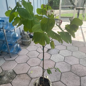 Mary added a photo of their purchase