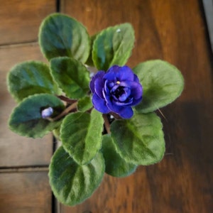 Mickie ha añadido una foto de su compra